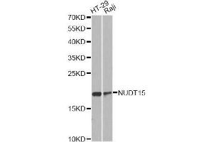 Western blot analysis of extracts of various cell lines, using NUDT15 antibody. (NUDT15 anticorps  (AA 1-164))