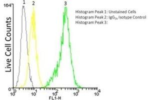 Flow cytometry analysis, intracellular staining, of 106 Jurkat cells using LRRC32, mAb (Plato-1) (FITC conjugate) at a concentration of 50μg/ml. (LRRC32 anticorps  (AA 20-627) (FITC))