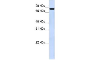 Western Blotting (WB) image for anti-Zinc Finger Protein 287 (ZNF287) antibody (ABIN2458397) (ZNF287 anticorps)
