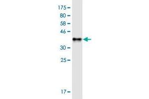Western Blot detection against Immunogen (38.