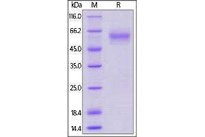 Mouse LAIR-1, Mouse IgG2a Fc Tag, low endotoxin on  under reducing (R) condition.