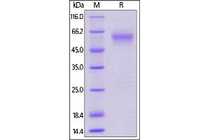 Mouse LAIR-1, Mouse IgG2a Fc Tag, low endotoxin on  under reducing (R) condition. (LAIR1 Protein (AA 22-141) (Fc Tag))