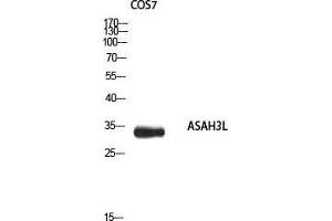 Western Blot (WB) analysis of COS7 using ASAH3L antibody. (ACER2 anticorps)