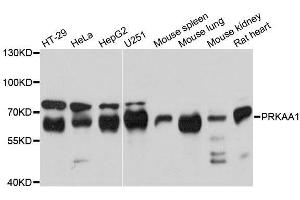 Western blot analysis of extracts of various cell lines, using PRKAA1 antibody.
