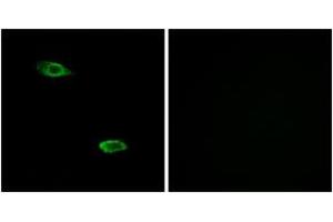 Immunofluorescence analysis of A549 cells, using OR51E2 Antibody. (PSGR anticorps  (AA 221-270))