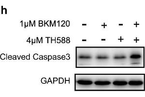 The combination of BKM120 and TH588 synergistically induces oxidative DNA damage and apoptosis. (GAPDH anticorps)