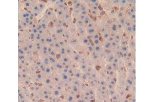 IHC-P analysis of Rat Tissue, with DAB staining. (Cytokeratin 7 anticorps  (AA 394-457))