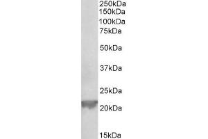 ABIN1049501 (0. (Glutathione Peroxidase 1 anticorps  (Internal Region))