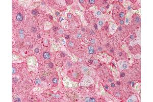 Anti-Fibrinogen antibody IHC of human liver. (Fibrinogen anticorps)
