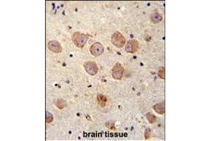 FUSSEL18 Antibody (C-term) (ABIN655936 and ABIN2845328) immunohistochemistry analysis in formalin fixed and paraffin embedded human brain tissue followed by peroxidase conjugation of the secondary antibody and DAB staining. (SKOR2 anticorps  (C-Term))