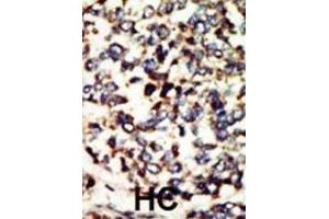 Immunohistochemistry (IHC) image for anti-NEK7 (NEK7) antibody (ABIN3003666) (NEK7 anticorps)
