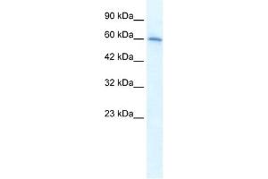 CHRNA7 antibody used at 1. (CHRNA7 anticorps  (Middle Region))