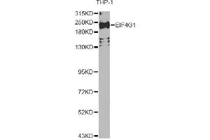 Western blot analysis of extracts of THP-1 cells, using EIF4G1 Antibody. (EIF4G1 anticorps)