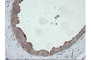 Image no. 6 for anti-Chromosome 2 Open Reading Frame 62 (C2orf62) antibody (ABIN1497054) (C2orf62 anticorps)