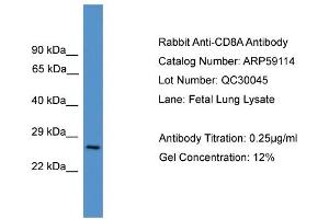 WB Suggested Anti-CD8A  Antibody Titration: 0. (CD8 alpha anticorps  (Middle Region))