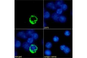 Immunofluorescence staining of mouse splenocytes using anti-TCR antibody Desire-1. (Recombinant T Cell Receptor anticorps)