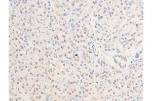 ABIN6267234 at 1/100 staining human pancreas tissue sections by IHC-P.