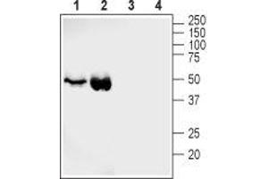 Western blot analysis of rat (lanes 1 and 3) and mouse (lanes 2 and 4) heart membranes: - 1,2.