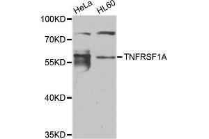 Western blot analysis of extracts of HeLa and HL60 cell lines, using TNFRSF1A antibody. (TNFRSF1A anticorps)