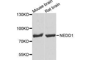 Western blot analysis of extract of mouse brain and rat brain cells, using NEDD1 antibody. (NEDD1 anticorps)