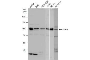WB Image CD71 antibody detects CD71 protein by western blot analysis. (Transferrin Receptor anticorps)