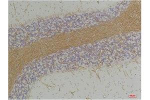 Immunohistochemistry (IHC) analysis of paraffin-embedded Rat Brain Tissue using GABA A Receptor alpha2 Rabbit Polyclonal Antibody diluted at 1:200. (GABRA2 anticorps)