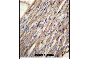 C10orf129 Antibody (C-term) (ABIN656532 and ABIN2845798) immunohistochemistry analysis in formalin fixed and paraffin embedded human heart tissue followed by peroxidase conjugation of the secondary antibody and DAB staining. (C10ORF129 anticorps  (C-Term))