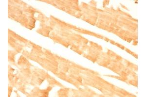 Formalin-fixed, paraffin-embedded Rat Heart stained with Glypican-3 Mouse Monoclonal Antibody (GPC3/863) (Glypican 3 anticorps)