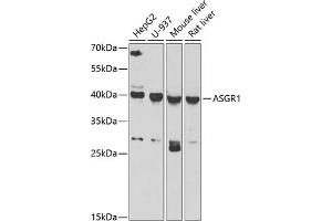 Western blot analysis of extracts of various cell lines, using  antibody (ABIN6127458, ABIN6137179, ABIN6137181 and ABIN6222596) at 1:1000 dilution. (Asialoglycoprotein Receptor 1 anticorps  (AA 1-150))