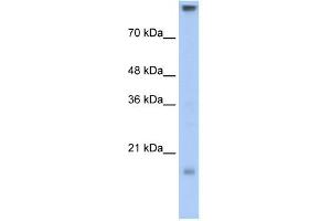 Claudin 11 antibody used at 0. (Claudin 11 anticorps)
