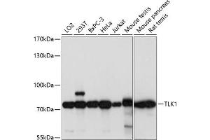 Western blot analysis of extracts of various cell lines, using TLK1 antibody (ABIN7270859) at 1:1000 dilution. (TLK1 anticorps  (AA 160-230))
