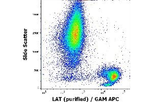 Flow cytometry intracellular staining pattern of human peripheral whole blood using anti-LAT (LAT-01) purified antibody (concentration in sample 1 μg/mL, GAM APC).