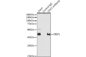 Immunoprecipitation analysis of 300 μg extracts of 293T cells using 3 μg CELF1 antibody (ABIN6131012, ABIN6138399, ABIN6138400 and ABIN6221641).