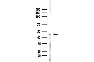 Western blot analysis of lysates from Mouse brain, using KCNK12 Antibody at 1/1000 dilution.