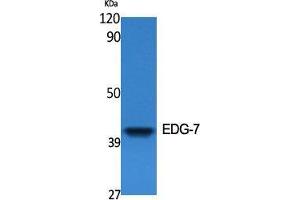 Western Blot (WB) analysis of specific cells using EDG-7 Polyclonal Antibody. (LPAR3 anticorps  (C-Term))