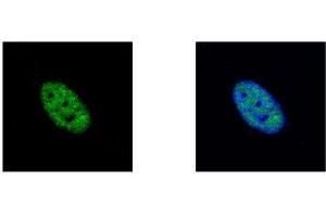 ICC/IF Image NEK4 antibody [N2C1], Internal detects NEK4 protein at nucleus by confocal immunofluorescent analysis. (NEK4 anticorps)