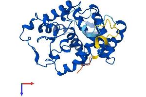 Myo-Inositol Oxygenase (MIOX) (AA 1-285) protein (His tag)