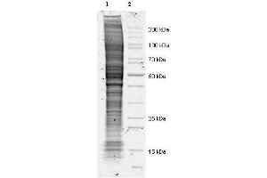 Coommassie stained SDS-PAGE of 20 µl of Mouse Derived NIH 3T3 Whole Cell Lysate (Ready-to-Use) separated in a 4-20% gradient gel under non-reducing conditions (lane 1).