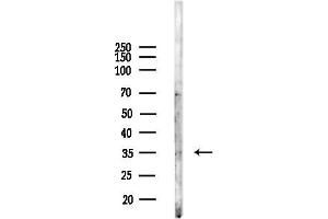 Western blot analysis of lysates from Mouse , using NEK7 Antibody at 1/1000 dilution.