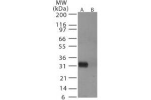 Image no. 1 for anti-Hemagglutinin antibody (Influenza A Virus) (AA 72-88) (ABIN292415) (Hemagglutinin anticorps  (AA 72-88))
