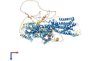 AlphaFold protein structure predicition of Mouse Recombinant Atp10d Protein, UniprotID Q8K2X1