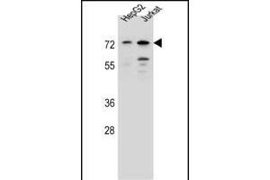 DACH2 Antibody (N-term) (ABIN657165 and ABIN2846299) western blot analysis in HepG2,Jurkat cell line lysates (35 μg/lane). (DACH2 anticorps  (N-Term))