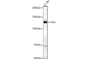 Western blot analysis of extracts of K-562 cells, using J antibody (ABIN7268040) at 1:1000 dilution. (JAK2 anticorps)