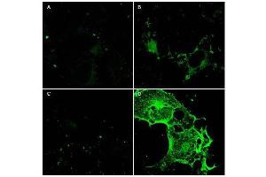 Immunofluorescence Microscopy using  Protein A purified anti-CD97 antibody shows staining of Fc-CD97-(5EGF) (panel D) in transfected COS cells.