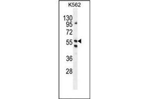 Western blot analysis of LRIT1 Antibody (C-term) in K562 cell line lysates (35ug/lane). (LRIT1 anticorps  (C-Term))