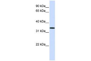 WB Suggested Anti-C16orf78 Antibody Titration: 0. (C16orf78 anticorps  (Middle Region))