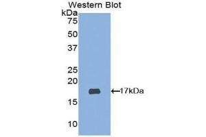 Western Blotting (WB) image for anti-ADAM Metallopeptidase with Thrombospondin Type 1 Motif, 2 (Adamts2) (AA 474-610) antibody (ABIN1077725)