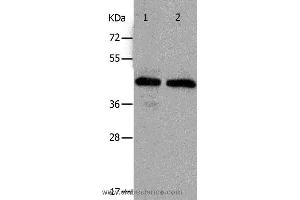 Western blot analysis of Hela and A549 cell, using PAWR Polyclonal Antibody at dilution of 1:400 (PAWR anticorps)