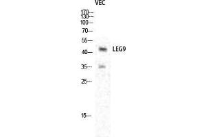 Western Blot (WB) analysis of specific cells using Galectin-9 Polyclonal Antibody. (Galectin 9 anticorps  (Internal Region))