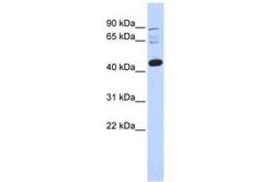 Image no. 1 for anti-D4, Zinc and Double PHD Fingers, Family 3 (DPF3) (AA 71-120) antibody (ABIN6742456)